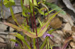 Sharpsepal beardtongue